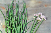 Common Chives Seeds – Culinary & Medicinal Herb Seeds for Easy Indoor Gardening