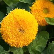 Teddy Bear, Sunflower Seeds: Dwarf, Bright Yellow Heirloom Flower Packet