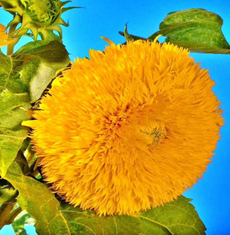 Teddy Bear, Sunflower Seeds: Dwarf, Bright Yellow Heirloom Flower Packet