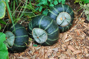 Burgess Buttercup Squash - Heirloom Winter Seeds | Sweet Orange Flesh, Hard Rind