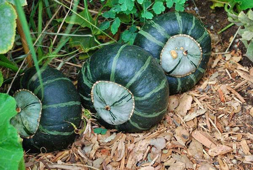 Burgess Buttercup Squash - Heirloom Winter Seeds | Sweet Orange Flesh, Hard Rind