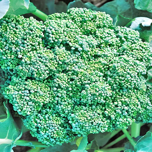 a head of broccoli growing in a garden