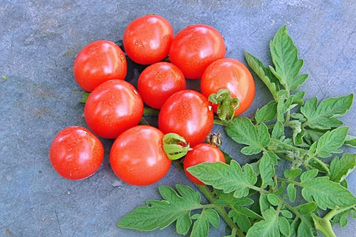 Heirloom Cherry Tomato