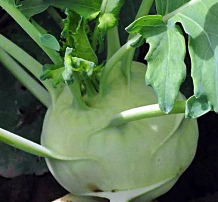 A close-up view of a large, white vegetable, possibly a cabbage or cauliflower, with green leaves surrounding it.