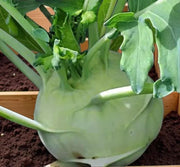 A close-up view of a green vegetable, likely a cabbage or cauliflower, with its leaves and stem visible.