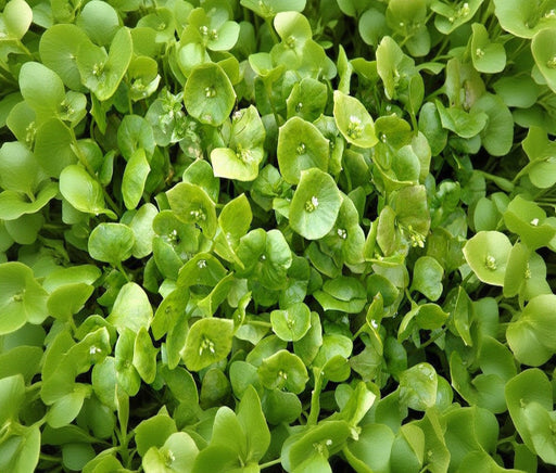 Winter Purslane, Claytonia Perfoliata