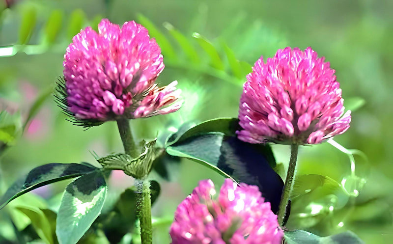 Red Clover Seeds - Organic Culinary & Medicinal Herbs | Heirloom Garden Packet