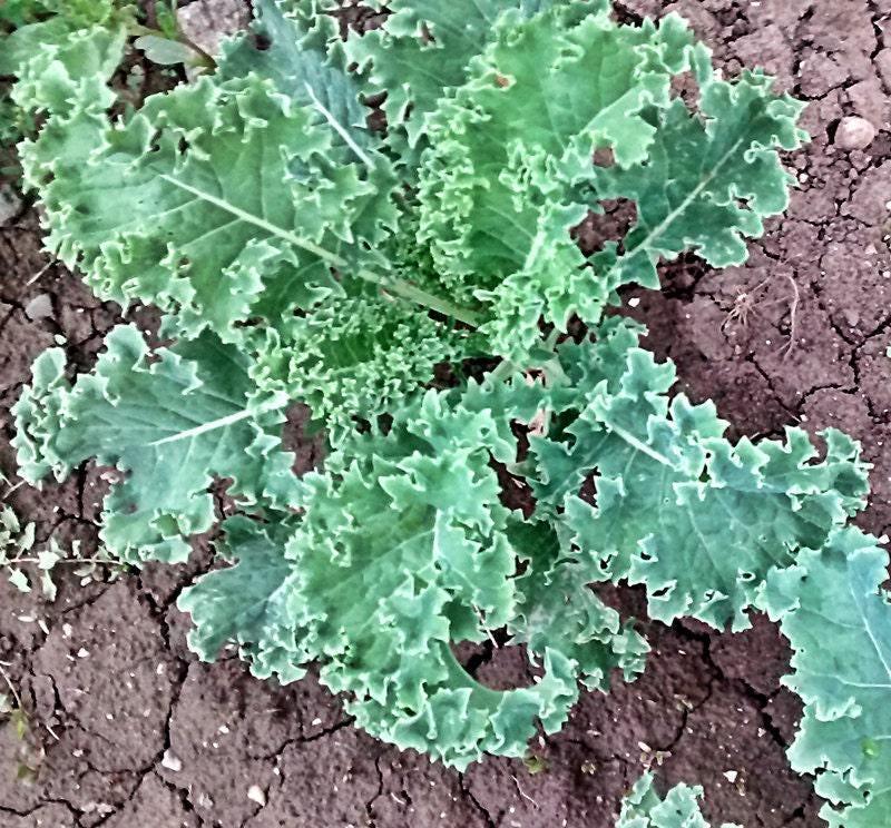 Dwarf Siberian Kale - Heirloom Seeds For Cold Weather Vegetable Garden