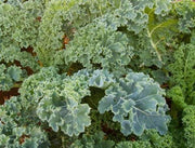 Dwarf Siberian Kale - Heirloom Seeds For Cold Weather Vegetable Garden
