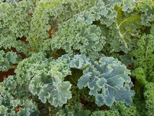 Dwarf Siberian Kale - Heirloom Seeds For Cold Weather Vegetable Garden