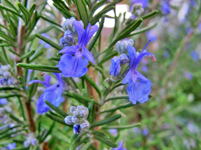 Rosemary Herb Seeds - Heirloom Culinary & Medicinal Perennial Plant | GMO Free