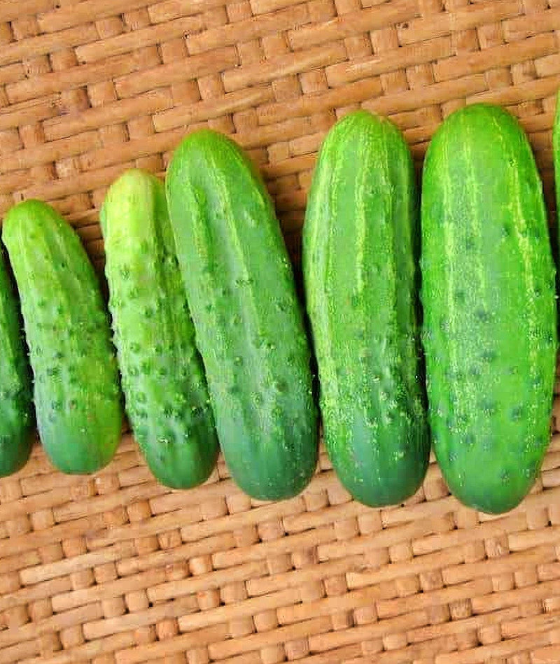 Addis Cucumber Seeds - Heirloom, Mildew Resistant Vegetable Garden Seed Packets