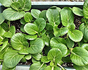 Pak Choy Seeds - Heirloom Chinese Cabbage | Organic, Non GMO, Open Pollinated