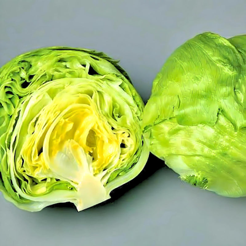 Crisphead Lettuce Seeds | Great Lakes Mesa 659 Slow Bolting, Cold Tolerant