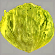 Crisphead Lettuce Seeds | Great Lakes Mesa 659 Slow Bolting, Cold Tolerant