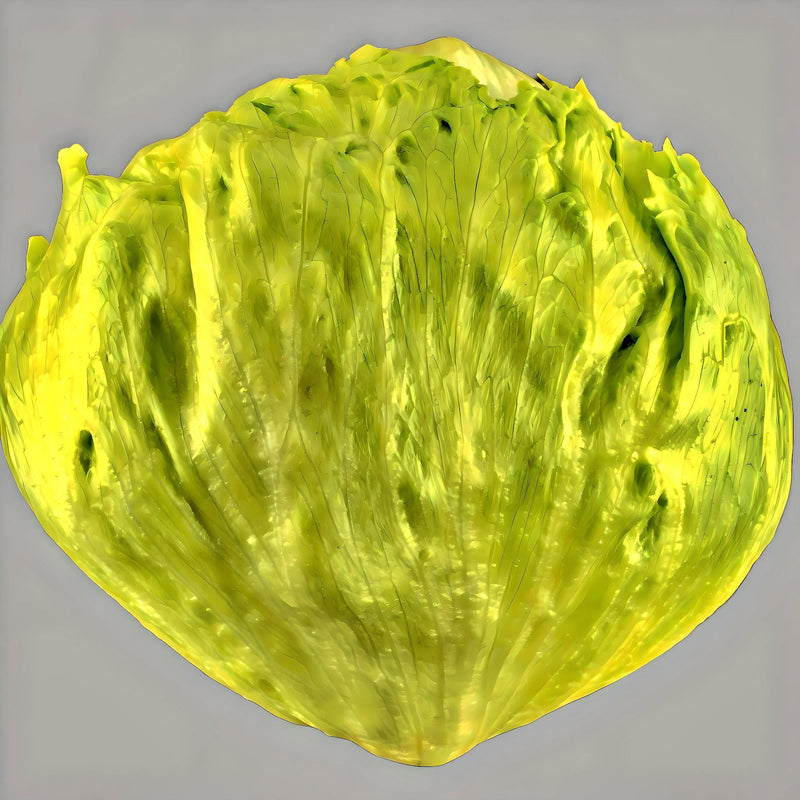 Crisphead Lettuce Seeds | Great Lakes Mesa 659 Slow Bolting, Cold Tolerant