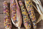 Glass Gem Corn – Cherokee Popcorn Seeds | Heirloom, Non-GMO, Vibrant Colors