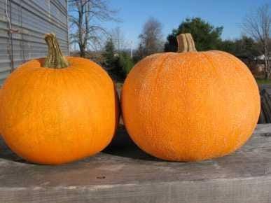 Winter Luxury Pie Pumpkin Seeds - Heirloom Golden Pie Pumpkin for Gardens