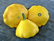 Yellow Scallop Squash - Heirloom Summer Squash Seeds | Tender, Buttery Sweet