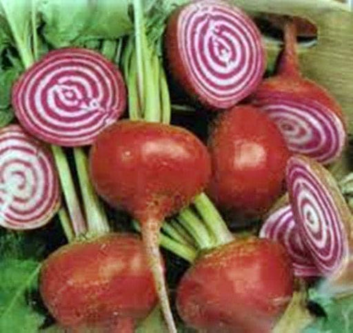 Chioggia Beet Seeds – Heirloom Candy Cane Beets | Non GMO Vegetable Seeds