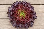 Ruby Red Lettuce