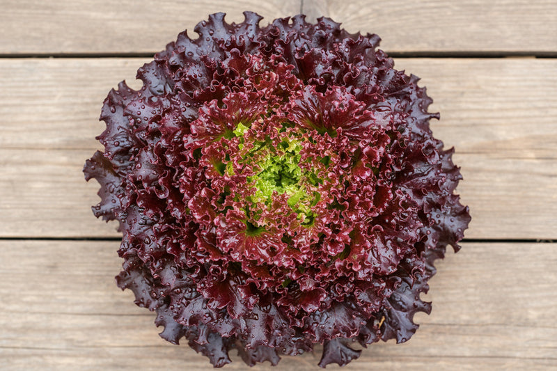 Ruby Red Lettuce