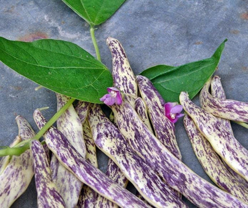 Dragon Tongue Beans - Heirloom Bush Beans | Stringless Snap Bean Pods, High Yield