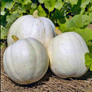 White Queen Pumpkin - Heirloom Pumpkin Seeds | Non GMO, Open Pollinated