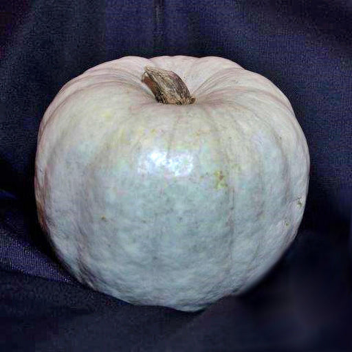 White Queen Pumpkin - Heirloom Pumpkin Seeds | Non GMO, Open Pollinated