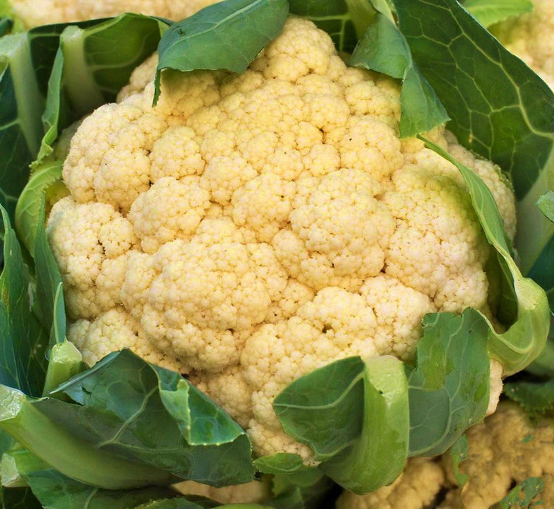 All Year Round Cauliflower Heirloom Seeds – Non GMO, Cool Season Vegetable Variety