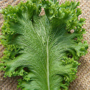 Green Wave Mustard Seeds - Heirloom, Non GMO, Cold Hardy Spicy Greens for Salad & Garden