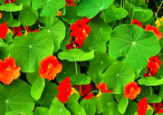 Empress of India Nasturtium - Scarlet Edible Flower Seeds | Heirloom Annual