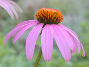 Purple Coneflower Seeds - Echinacea Purpurea Heirloom Wildflower Packet