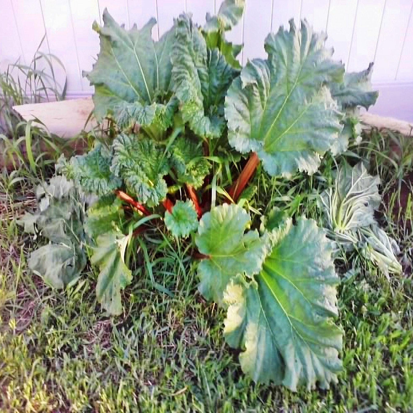 Rhubarb