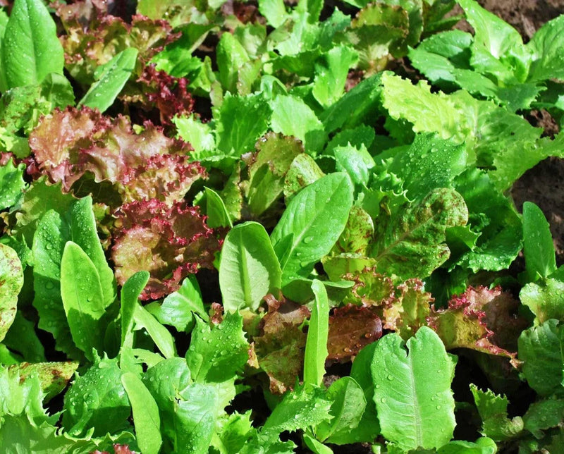 Heirloom Cutting Mix - Leaf Lettuce Seeds | Open Pollinated Vegetable Seed Mix