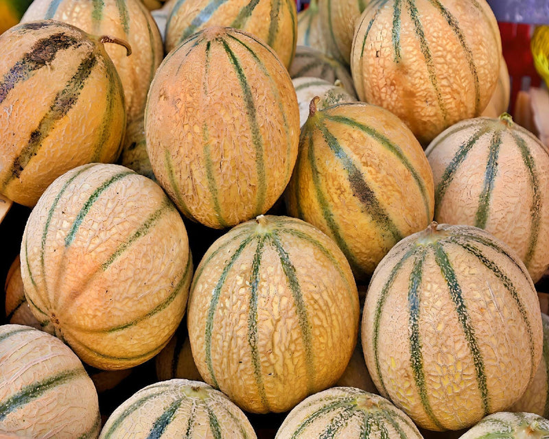 Planters Jumbo Cantaloupe - Heirloom Melon Seeds | Open Pollinated, Non GMO