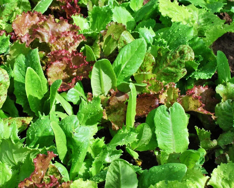 Heirloom Cutting Mix - Leaf Lettuce Seeds | Open Pollinated Vegetable Seed Mix