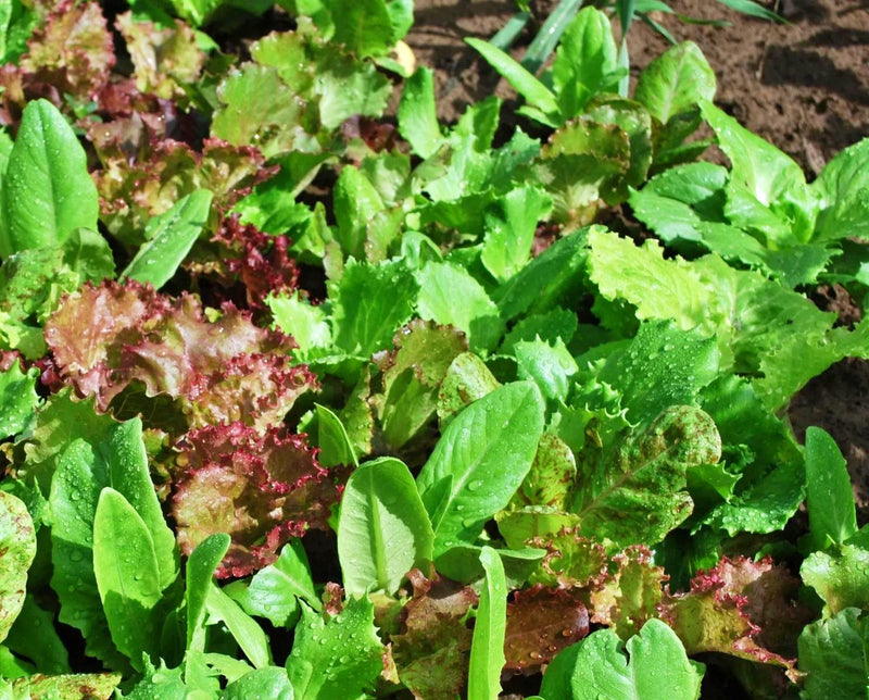 Heirloom Cutting Mix - Leaf Lettuce Seeds | Open Pollinated Vegetable Seed Mix