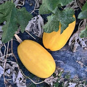 Gram's Heirloom Garden Collection