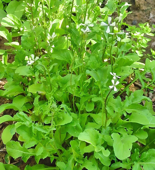 Arugula Slow Bolt Heirloom Greens - Fast Growing Peppery Salad Leaves, Non GMO Seeds