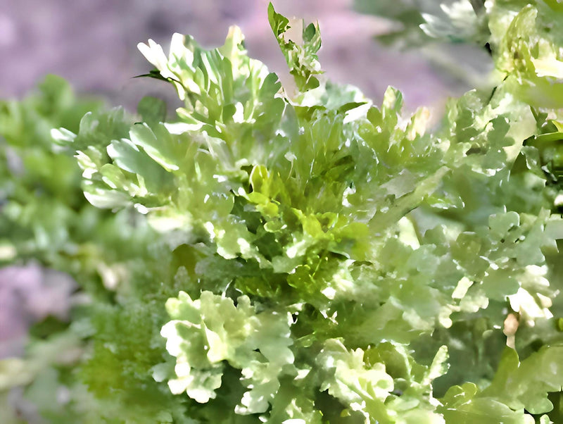 Chop Suey Greens - Heirloom Asian Edible Greens | Non GMO Seeds for Winter Growing