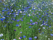 Heirloom Cornflower