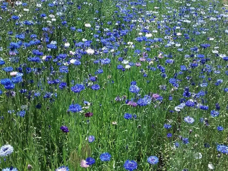 Heirloom Cornflower