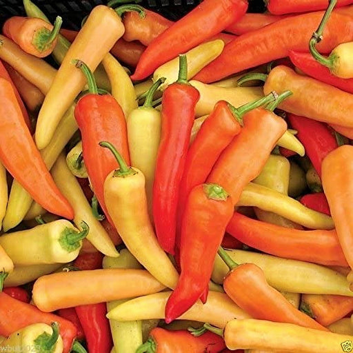 Hungarian Sweet Pepper - Heirloom Pepper Seeds | Non GMO Box Garden Seeds