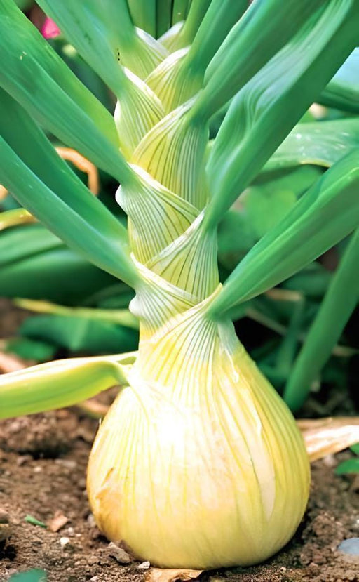 Ailsa Craig Onion - Heirloom Large Bulb Seeds | Sweet Mild Flavor, Non GMO