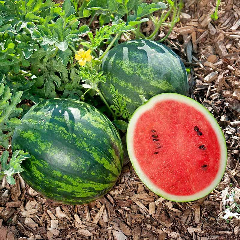 Mini Love (F1) Hybrid, Watermelon 🍉