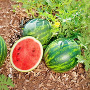 Mini Love (F1) Hybrid, Watermelon 🍉