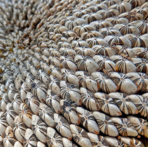 Mammoth Grey Stripe, Sunflower Seeds: Heirloom Non GMO Large Yellow Blooms
