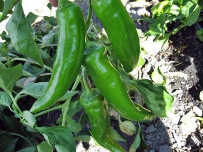 Anaheim, Hot Pepper Seeds: Heirloom, Mild Heat Non-GMO, USA Grown