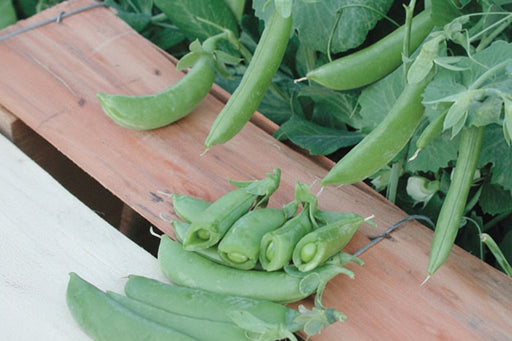 Cascadia Snap Peas – Early Harvest Edible Pod Peas | Compact Garden Seeds